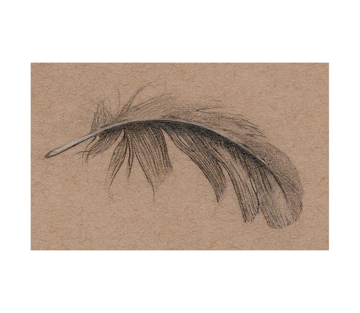 “Feather” - Kristen Etmund